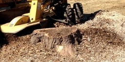 Stump Grinding